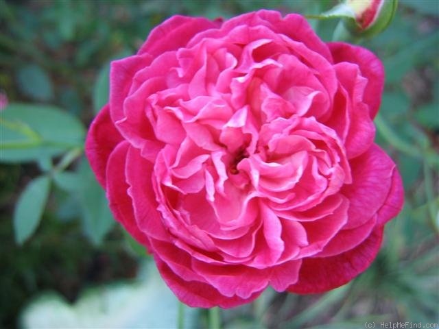 'Louis-Philippe (china, Guérin 1834)' rose photo