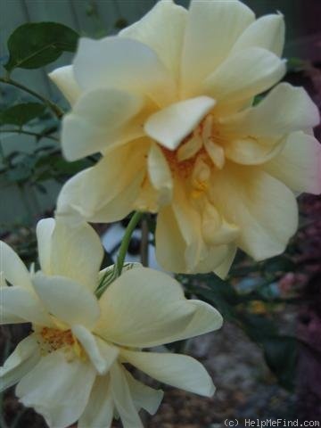 'Francesca (Hybrid Musk, Pemberton, 1922)' rose photo