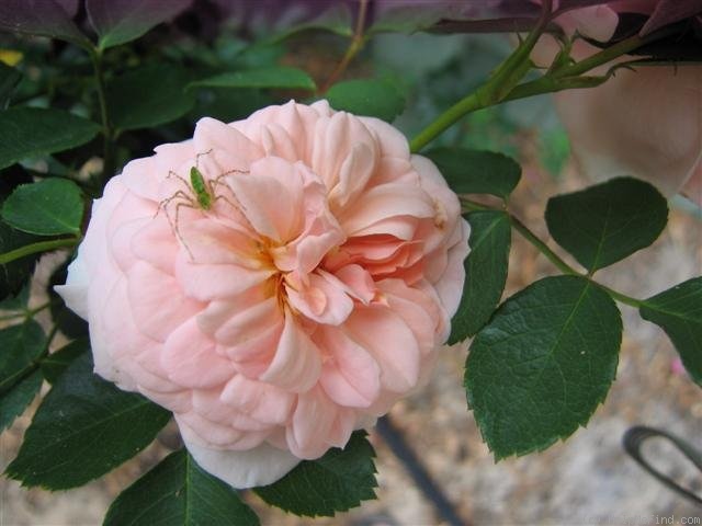 'Pink Gruss an Aachen (floribunda, Kluis, 1929)' rose photo