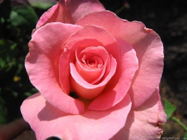 'Tiffany (hybrid tea, Lindquist, 1953)' rose photo