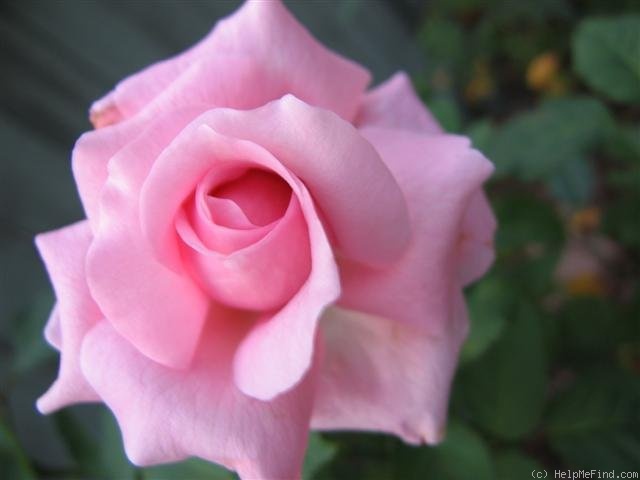 'Belinda's Dream (Shrub, Basye, 1988)' rose photo
