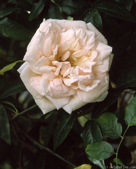 'Tonner's Fancy' rose photo