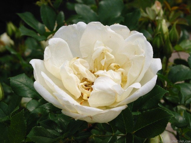'Maria Leonida' rose photo