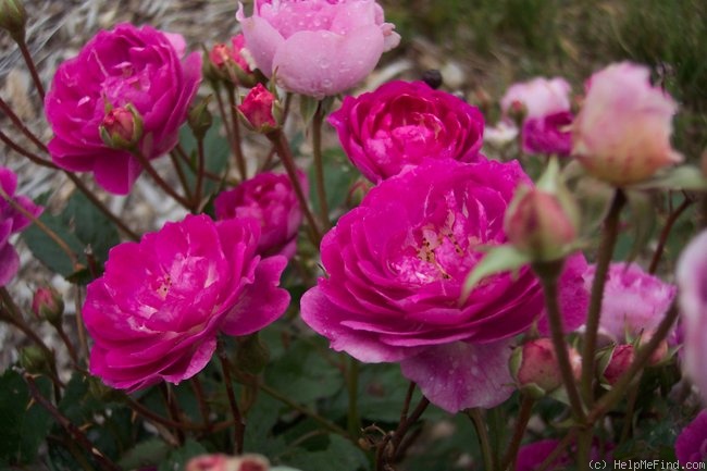'Sven' rose photo