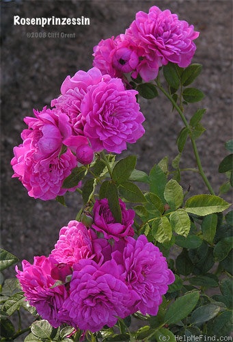 'Rosenprinzessin (polyantha, Hetzel, 1993)' rose photo