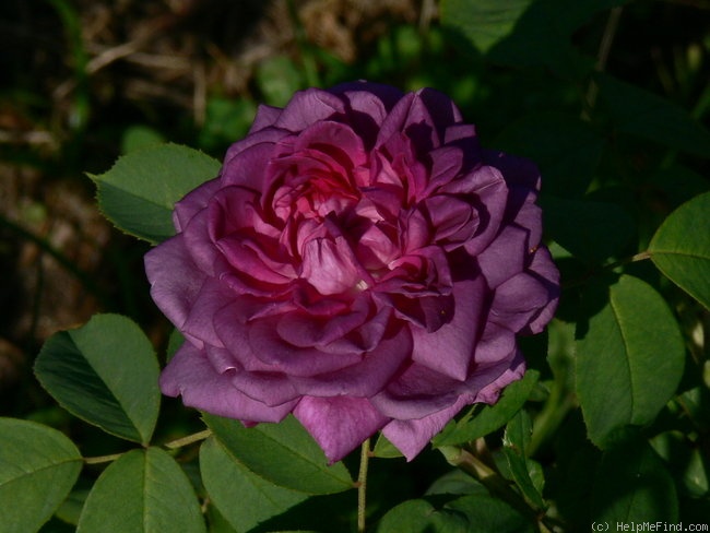'Reine des Violettes ' Rose Photo