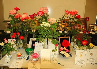 'Raleigh Rose Society'  photo