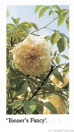 'Tonner's Fancy' rose photo