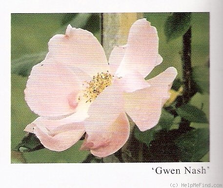 'Gwen Nash' rose photo