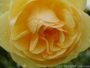 'Graham Thomas' rose photo