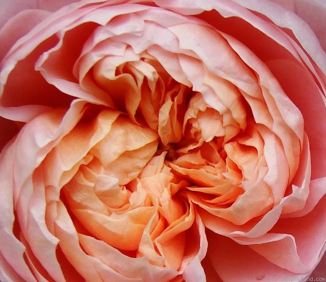 'Colette (climber, Meilland, 1994)' rose photo