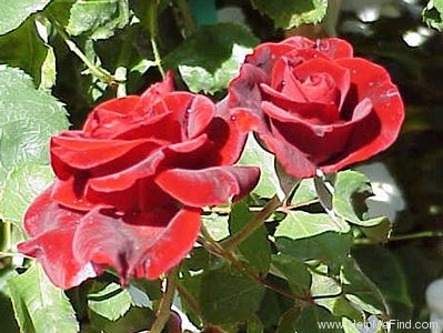 'Don Juan (Large Flowered Climber, Malandrone, 1958)' rose photo