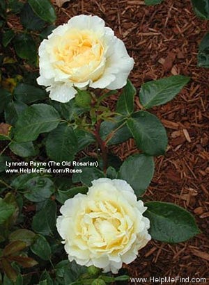 'Irish Hope (floribunda, Harkness, 1998)' rose photo