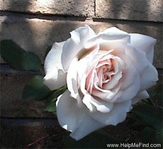 'Dove' rose photo