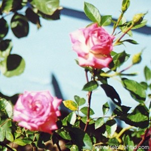 'Dreamglo' rose photo