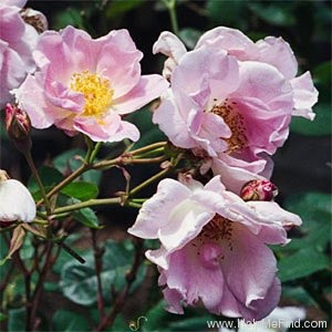 'Australia Felix' rose photo