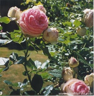 'Eden (Large Flowered Climber, Meilland, 1976/85)' rose photo