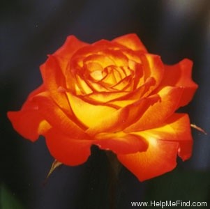 'Autumn Splendor ™' rose photo