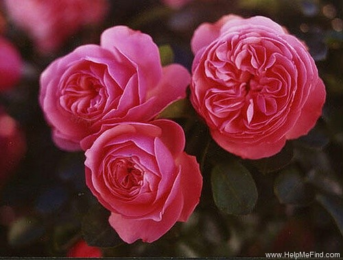 'Leonardo da Vinci ® (Floribunda, Meilland, 1993)' rose photo