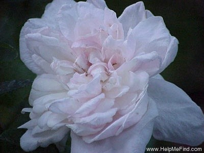'Edith de Murat' rose photo