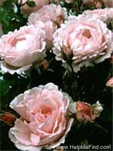 'The Compassionate Friends (floribunda, Harkness 1993)' rose photo