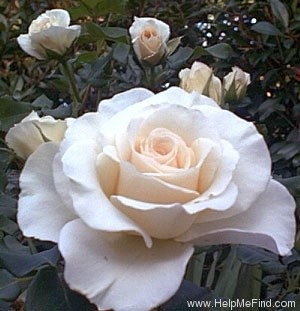 'French Lace' rose photo