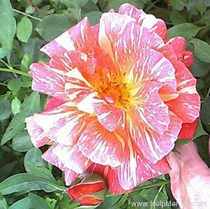 'Ambossfunken' rose photo