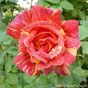 'Ambossfunken' rose photo