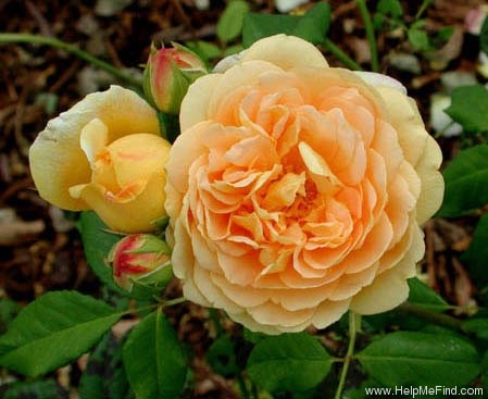 'Golden Celebration ™' rose photo