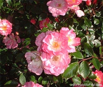 'Ausonius' rose photo