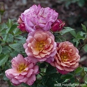 'Babette (floribunda, Gaujard, 1966)' rose photo