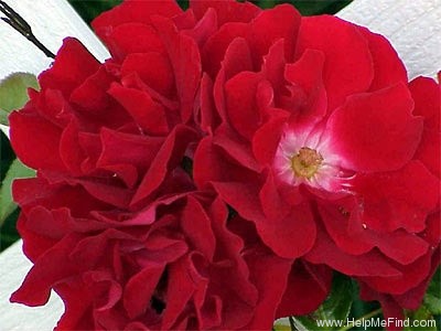 'Red Ribbons ®' rose photo