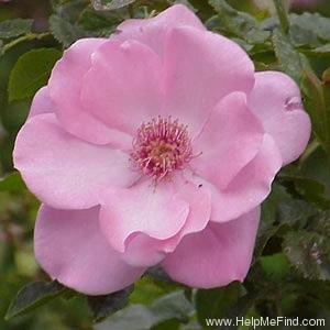'Amelia Fleming' rose photo