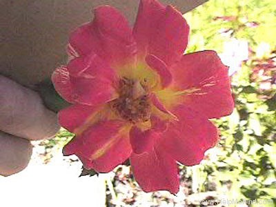 'Gypsy Dancer' rose photo