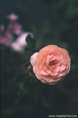 'Heritage ®' rose photo