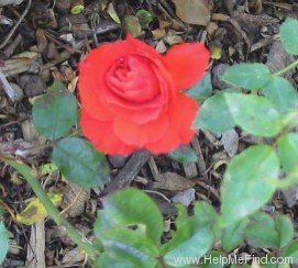 'Orange Sunblaze ™' rose photo