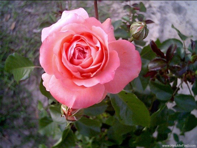 'Countess Celeste ™' rose photo
