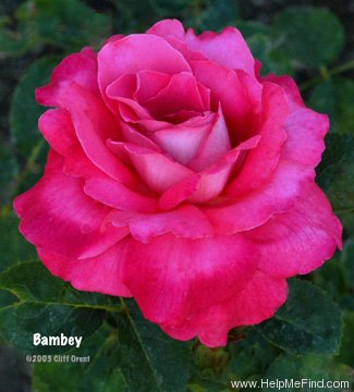 'Bambey' rose photo