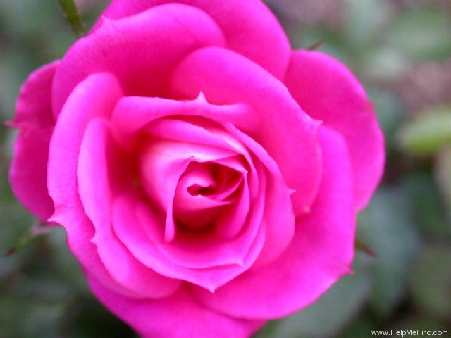 'Adam's Smile™' rose photo