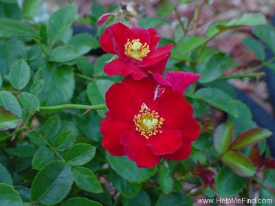'Flower Carpet ® Heidefeuer' rose photo
