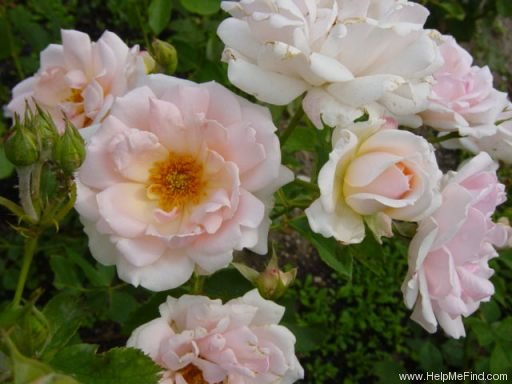 'Ballade ® (floribunda, Evers/Tantau, 1991)' rose photo