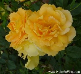 'Bernstein-Rose ® (floribunda, Evers/Tantau, 1987)' rose photo