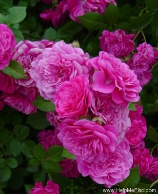 'Rosenprinzessin (polyantha, Hetzel, 1993)' rose photo