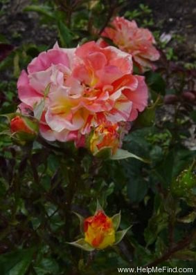 'Papagena (floribunda, McGredy 1985)' rose photo