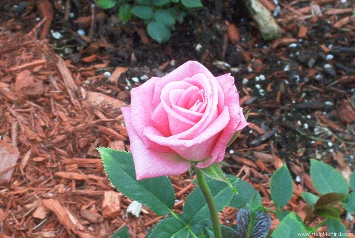 'Baby Boomer (miniature, Benardella 1997)' rose photo