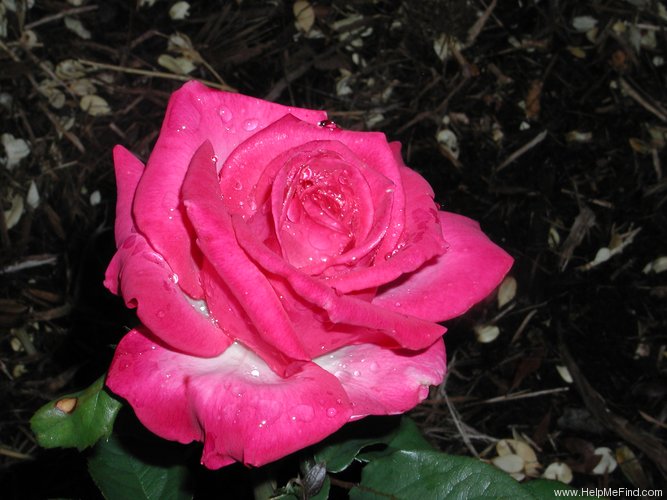 'Signature ®' rose photo