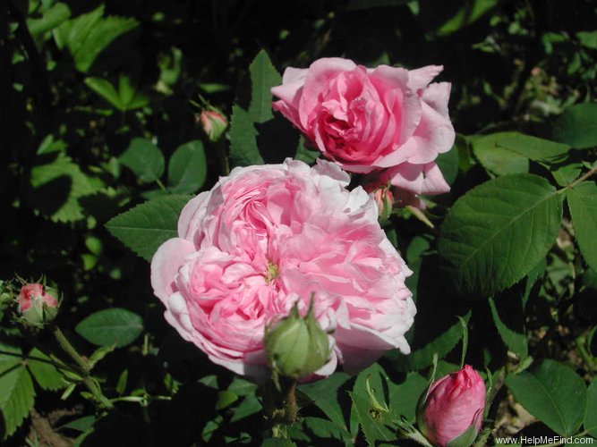 'Belle Sans Flatterie' rose photo