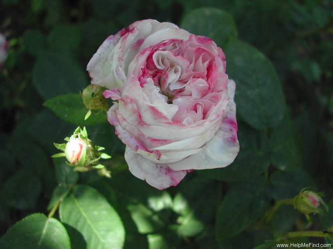 'Antonine d'Ormois' rose photo