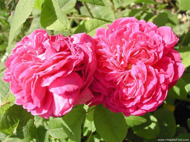 'Duc de Guiche' rose photo