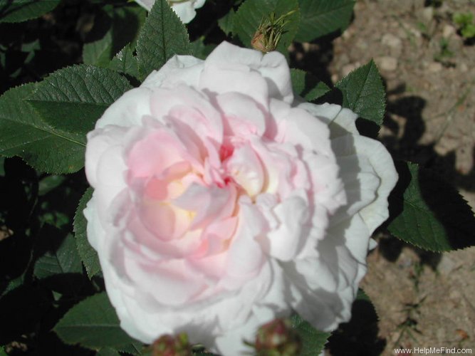 'Chloris (alba, Descemet, pre 1815)' rose photo